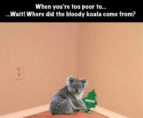 koala meme